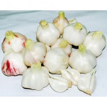 Wholesale 2017 year china new crop garlic normal  white  fresh  garlic  with mesh bag or ctn