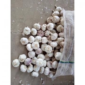 YUYUAN 2017 year china new crop garlic brand  hot  sail  fresh  garlic garlic extract