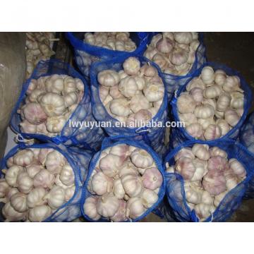 YUYUAN 2017 year china new crop garlic brand  hot  sail  fresh  garlic garlic digger