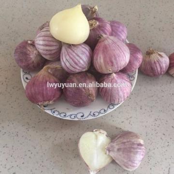 YUYUAN 2017 year china new crop garlic brand  hot  sail  fresh  garlic garlic digger