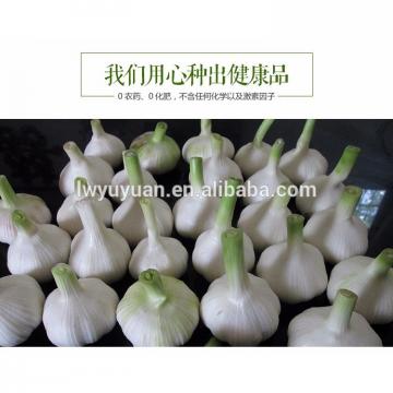 YUYUAN 2017 year china new crop garlic brand  hot  sail  fresh  garlic garlic dryer