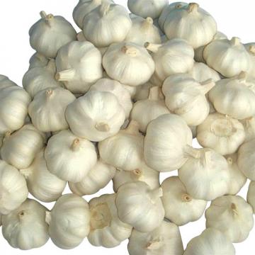 Professional 2017 year china new crop garlic supplier  of  garlic  in  brine exporter with competitive price