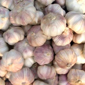 Alibaba 2017 year china new crop garlic high  quality  agricultural  product  chinese garlic with low price