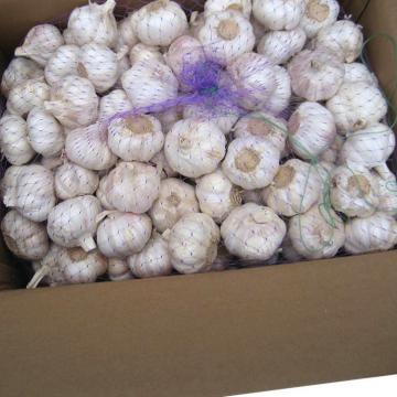 Alibaba 2017 year china new crop garlic high  quality  agricultural  product  chinese garlic with low price