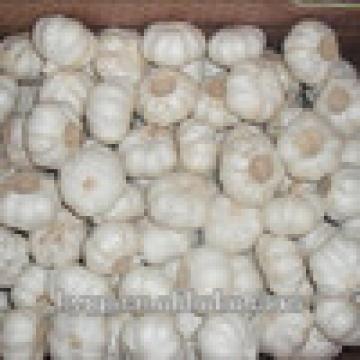 Brand New New Chinese Fresh Pure White Garlic With Great Price