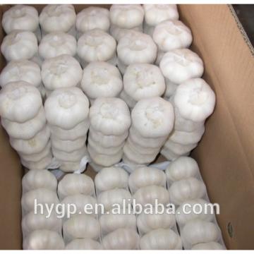 Fresh Pure White Galic cheap price