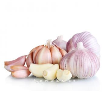 farm red fresh garlic china galic supplier for wholesales