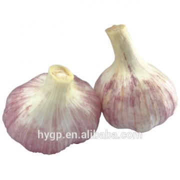 farm red fresh garlic china galic supplier for wholesales