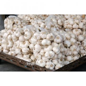 Brand New New Chinese Fresh Pure White Garlic With Great Price