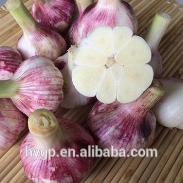 Chinese Fresh Galic Suppliers