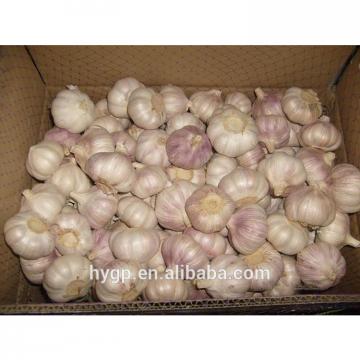 Air dried nice red Garlic 2017