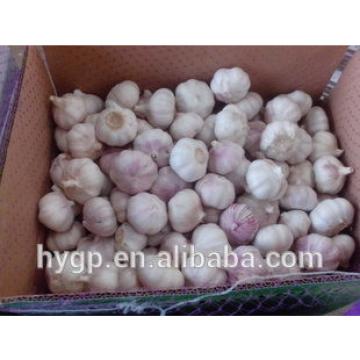 Fresh Chinese Galic Cheap Price