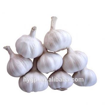 Fresh Nice Garlic 2017