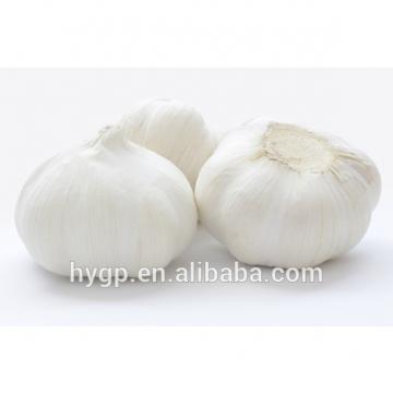 China Fresh pure white galic size 5.0-6.5