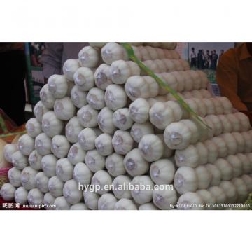 Chinese Galic Fresh And Cheapest Price (5-6.0cm)