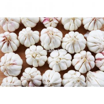 China Galic Fresh And Cheapest Price (white And Red )