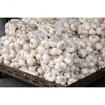 Chinese Garlic