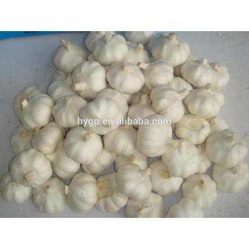 China Big Size Garlic For Sale