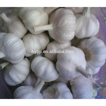 China Big Size Garlic For Sale