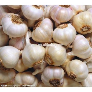 ian garlic