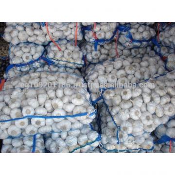 white garlic from egypt