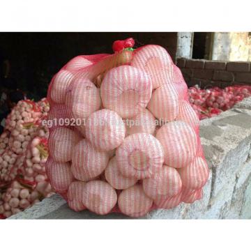 white garlic from egypt