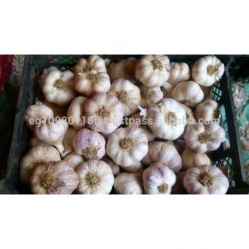 egyptian red garlic