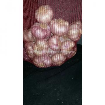 egyptian red garlic