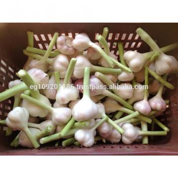 Fresh Red ( Chines type ) Egyption Garlic