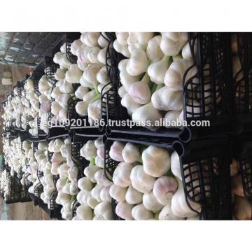 Fresh Red ( Chines type ) Egyption Garlic