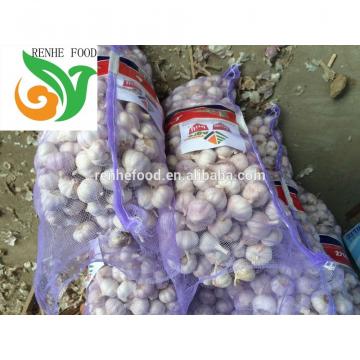 China Fresh Garlic