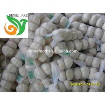 Ali/Alho/Ajo/Garlic fom China Supplier