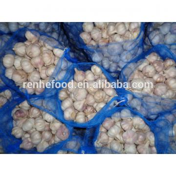 2017 Crop New Fresh Garlic