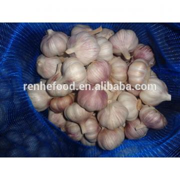 Fresh White Garlic with Carton Packing