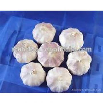 2017 Crop New Fresh Garlic