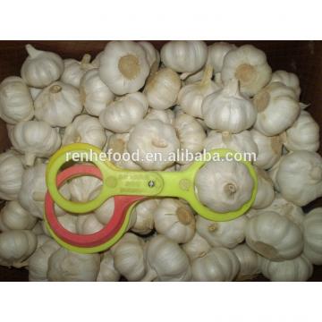 New Arrival with high quality White garlic for sale