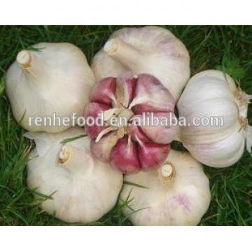 All the Year Supply Fresh Garlic