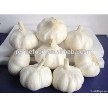 Export Fresh Garlic All Year Around