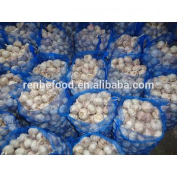 Good quality food garlic on sale