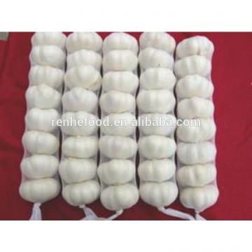 Ali/Alho/Ajo/Garlic fom China Supplier