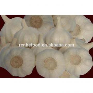 Ali/Alho/Ajo/Garlic fom China Supplier