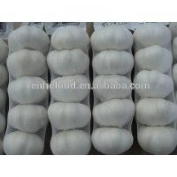 China Pollution Free White Garlic Hot Selling