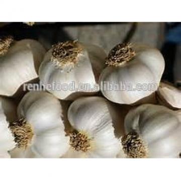 Good quality food garlic on sale