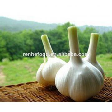 Fresh Garlic Global For good health