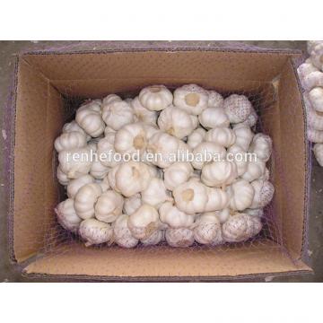 Fresh Garlic Global For good health