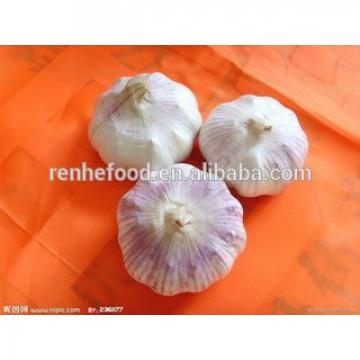 Fresh White Garlic with Carton Packing