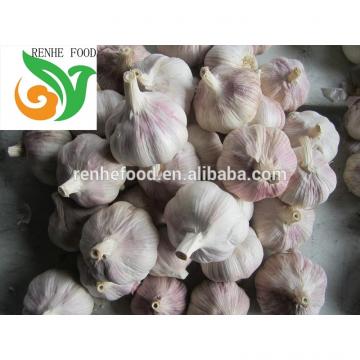 Fresh garlic/Normal White Garlic/Pure White Garlic