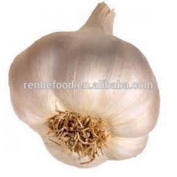 China Pollution Free White Garlic Hot Selling