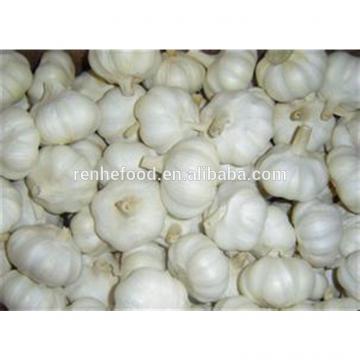 Super fresh pure white garlic from Renhe Food