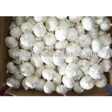 Super fresh pure white garlic from Renhe Food